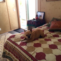 Belinda's dog is only allowed in her Modern-Shed when she's there, too.