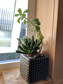 Marc and Jeanine add cozy comforts like real plants to brighten up the space
