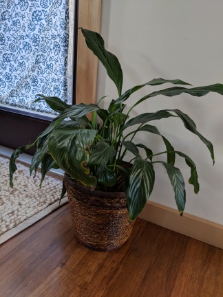 Marc and Jeanine add cozy comforts like real plants to brighten up the space